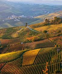 Vins du Piemont
