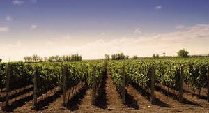 Vins des Pouilles