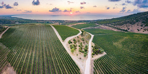 Vins de Sardaigne