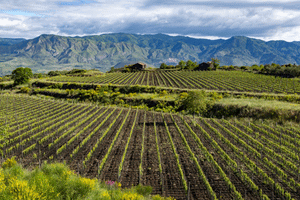 Vins de Sicile